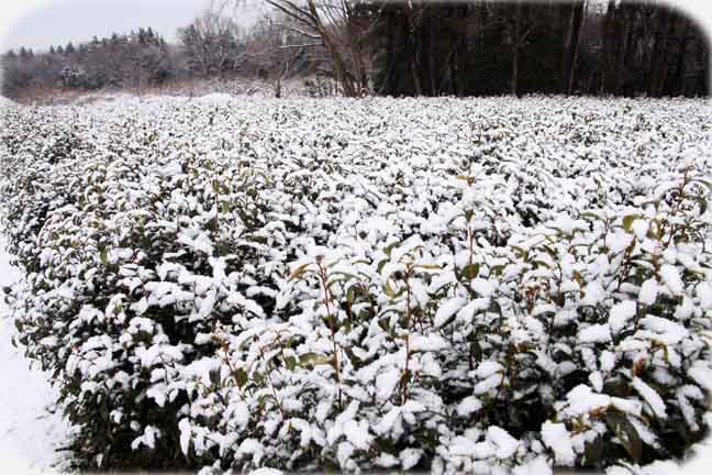 snow farm3.jpg