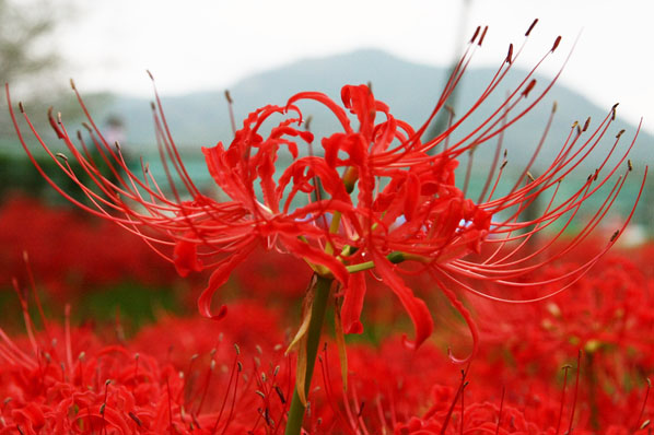 曼珠沙華と日和田山.jpg