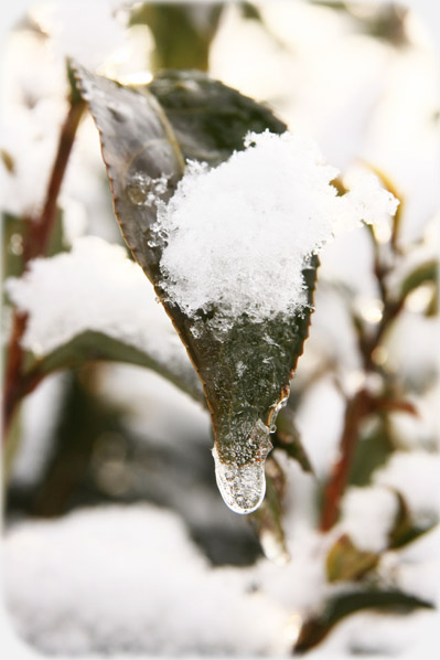 snow farm.jpg