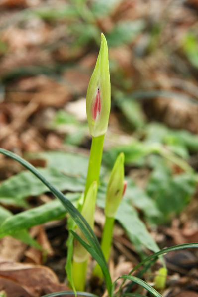 曼珠沙華つぼみ.jpg